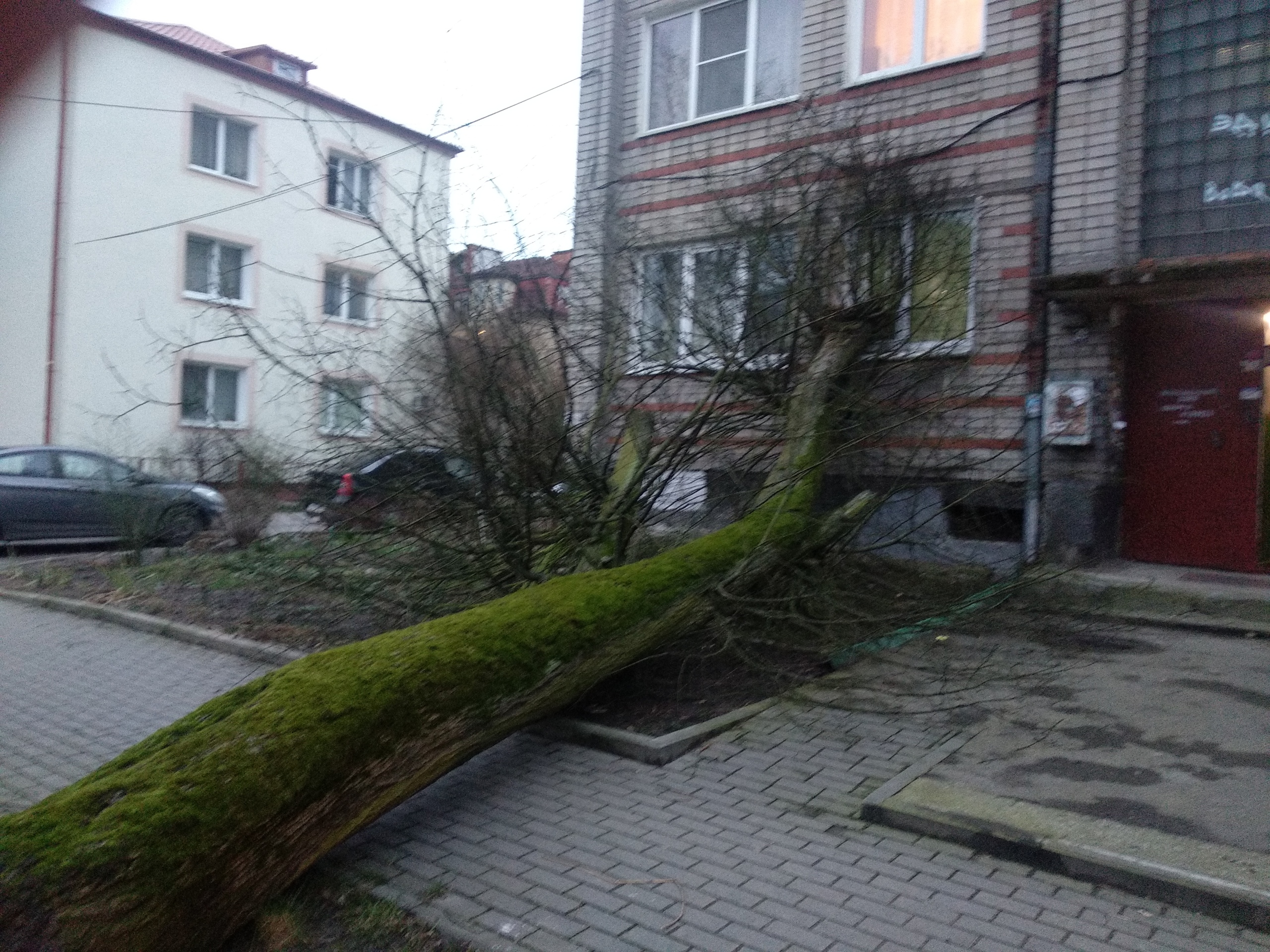 Клопс Калининградская область г Светлогорск дерево упало на палатку